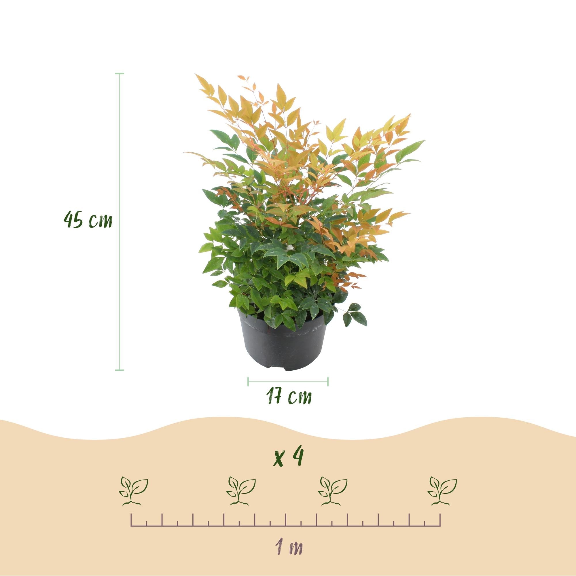 Heiliger Bambus Nandina Gulfstream – 17cm Höhe ca.45cm – Immergrün & farbwechselnd – Orangefarbenes Laub – Pflegeleichter dekorativer Zierstrauch – Plant
