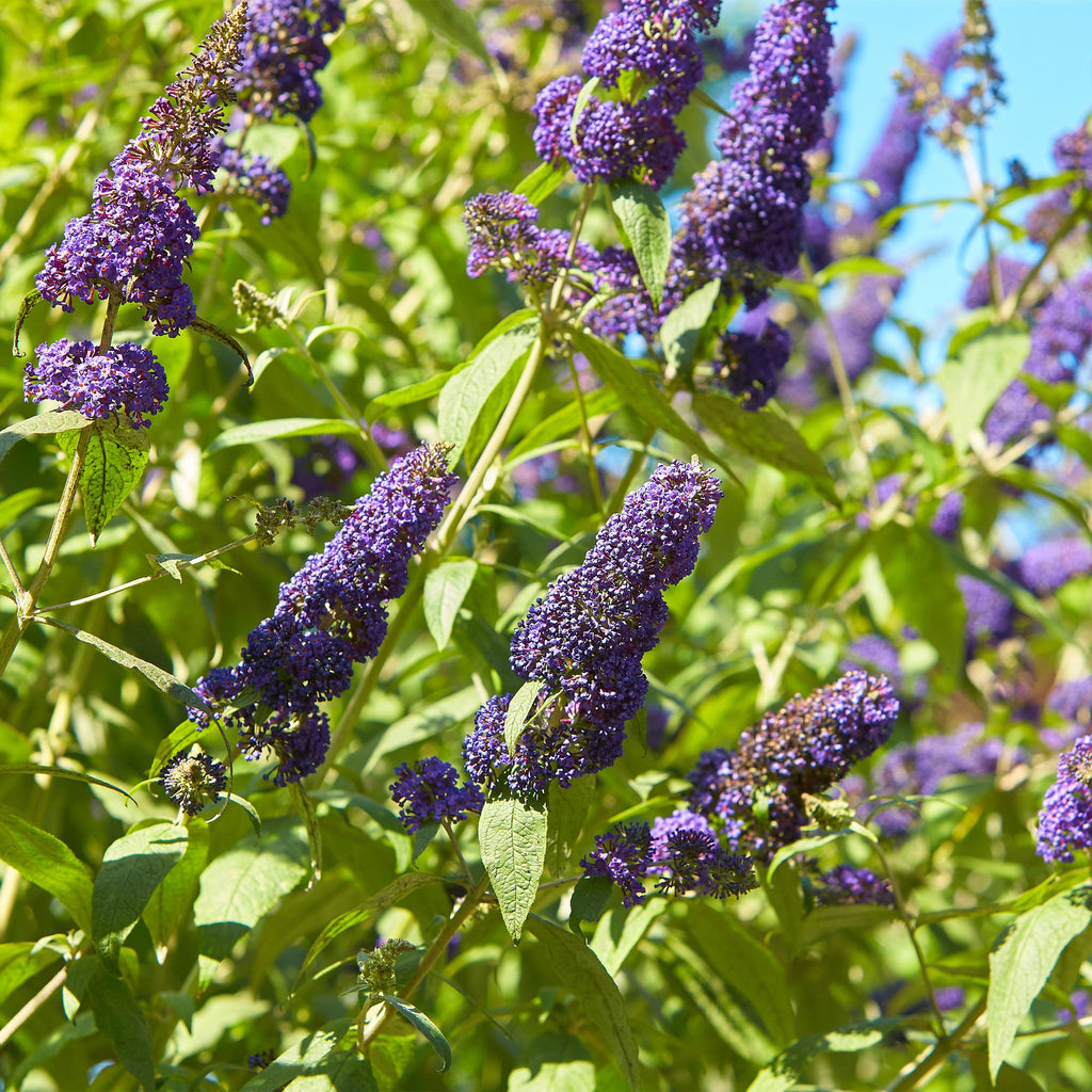 Schmetterlingsstrauch Buddleja davidii Empire Blue – Blau blühender, laubabwerfender Gartenstrauch – Schmetterlings – & bienenfreundlich – Plant