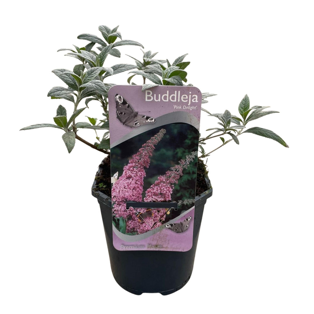 Schmetterlingsstrauch Buddleja davidii Pink Delight – Rosa Blüten – Schmetterlingsfreundlich – Laubabwerfend – 17cm x H25cm – Pflegeleicht – Plant