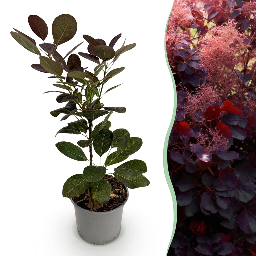 Cotinus coggyria Royal Purple – 12cm – Höhe ca. 35cm – Purpurrotes Laub & luftige Sommerblüten – Laubabwerfender pflegeleichter Perückenstrauch – Plant