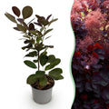 Cotinus coggyria Royal Purple – 12cm – Höhe ca. 35cm – Purpurrotes Laub & luftige Sommerblüten – Laubabwerfender pflegeleichter Perückenstrauch – Plant