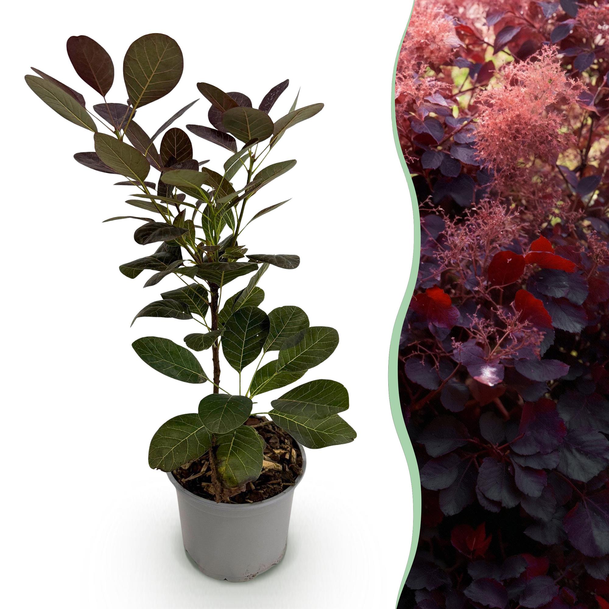 Cotinus coggyria Royal Purple – 12cm – Höhe ca. 35cm – Purpurrotes Laub & luftige Sommerblüten – Laubabwerfender pflegeleichter Perückenstrauch – Plant