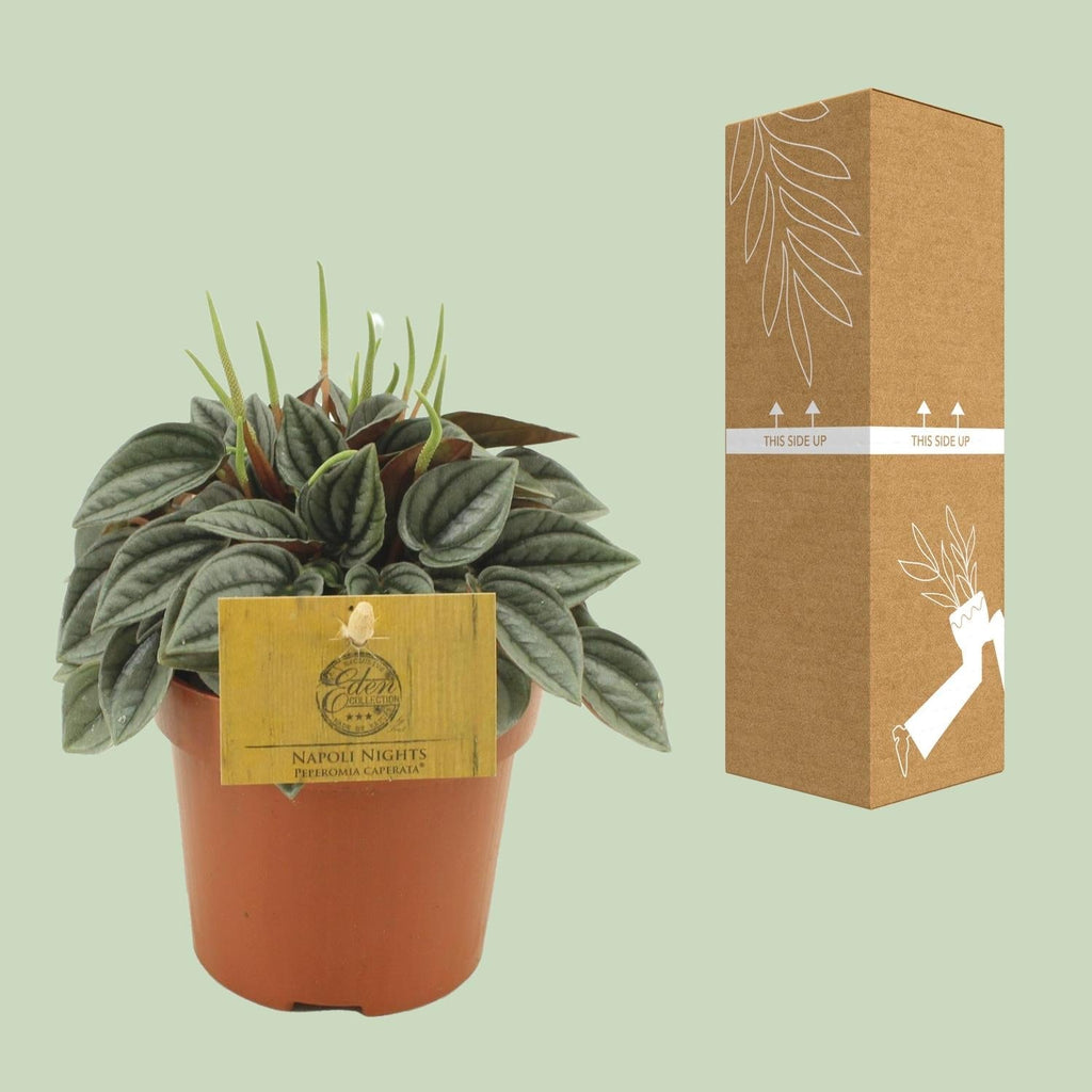 Peperomia Napoli Nights – Zimmerpflanze – Ø10,5cm – ca. 15cm hoch – Pflegeleichte, luftreinigende Sukkulente – Für Wohnung & Büro – Plant