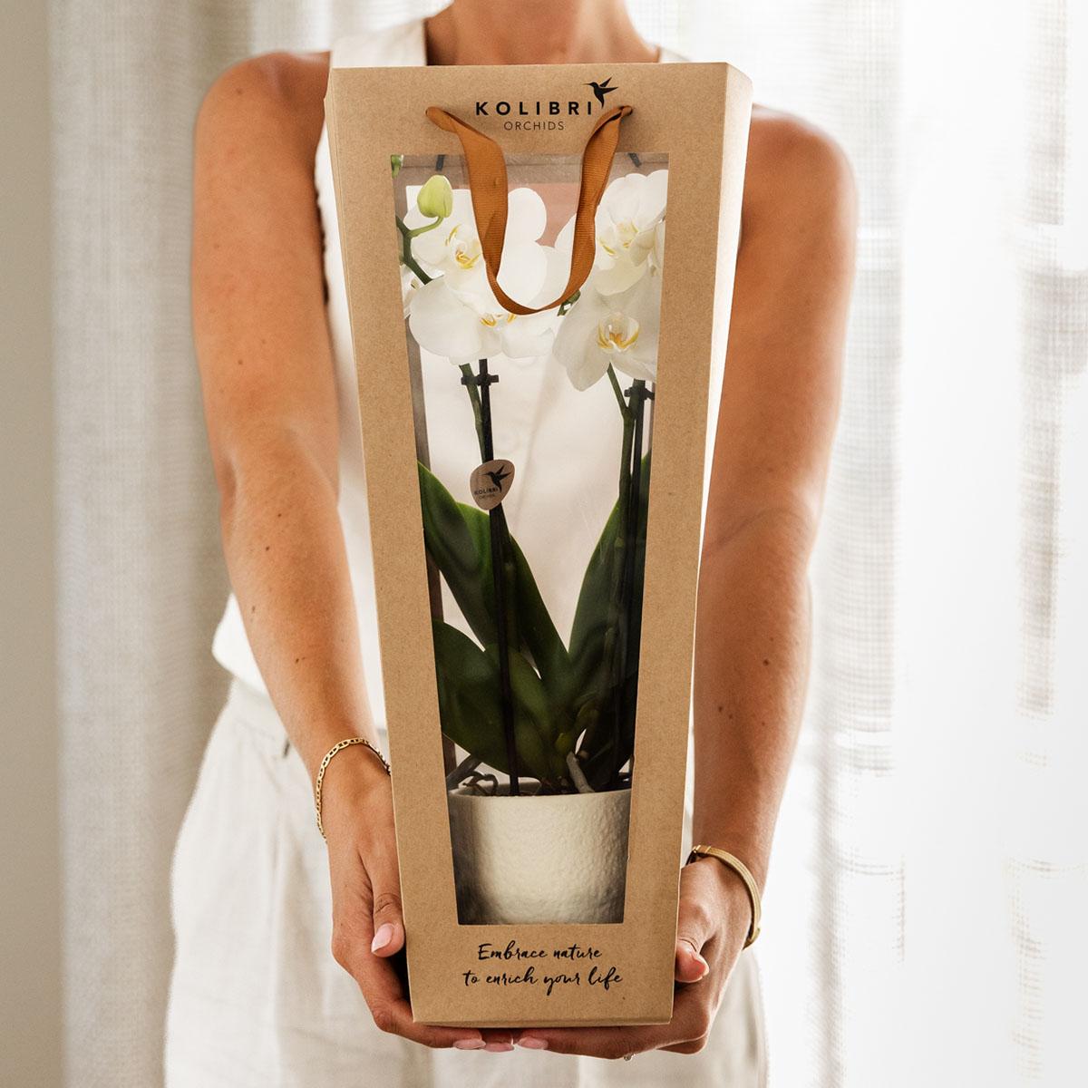 Pflanzengeschenk Viel Glück – Weiße Phalaenopsis Orchidee – Ø9cm – Inklusive Dekotopf, Grußkarte & Geschenktasche – Plant