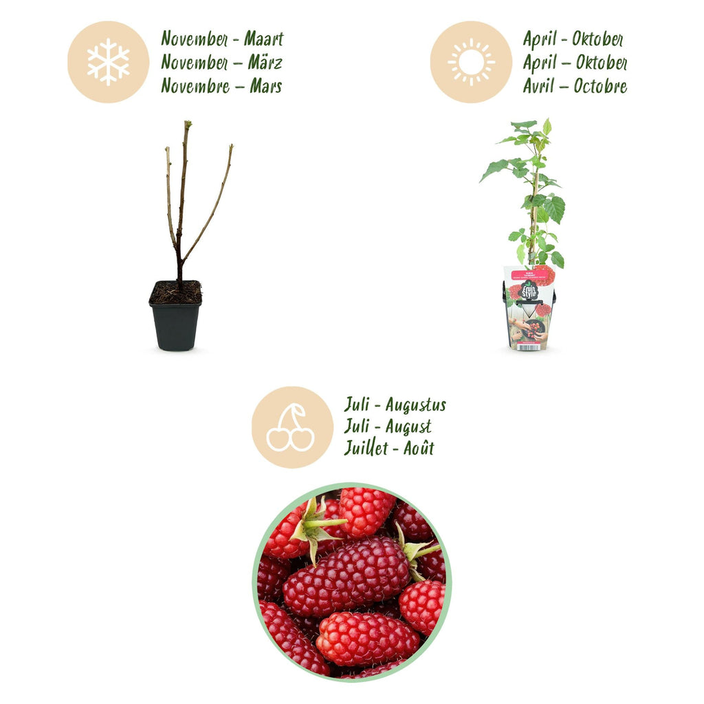 Tayberre Rubus Tayberry winterhart 3 Pflanzen Ø9cm Höhe 30cm – Kreuzung aus Himbeere & Brombeere – Rote Beeren für Garten & Balkon