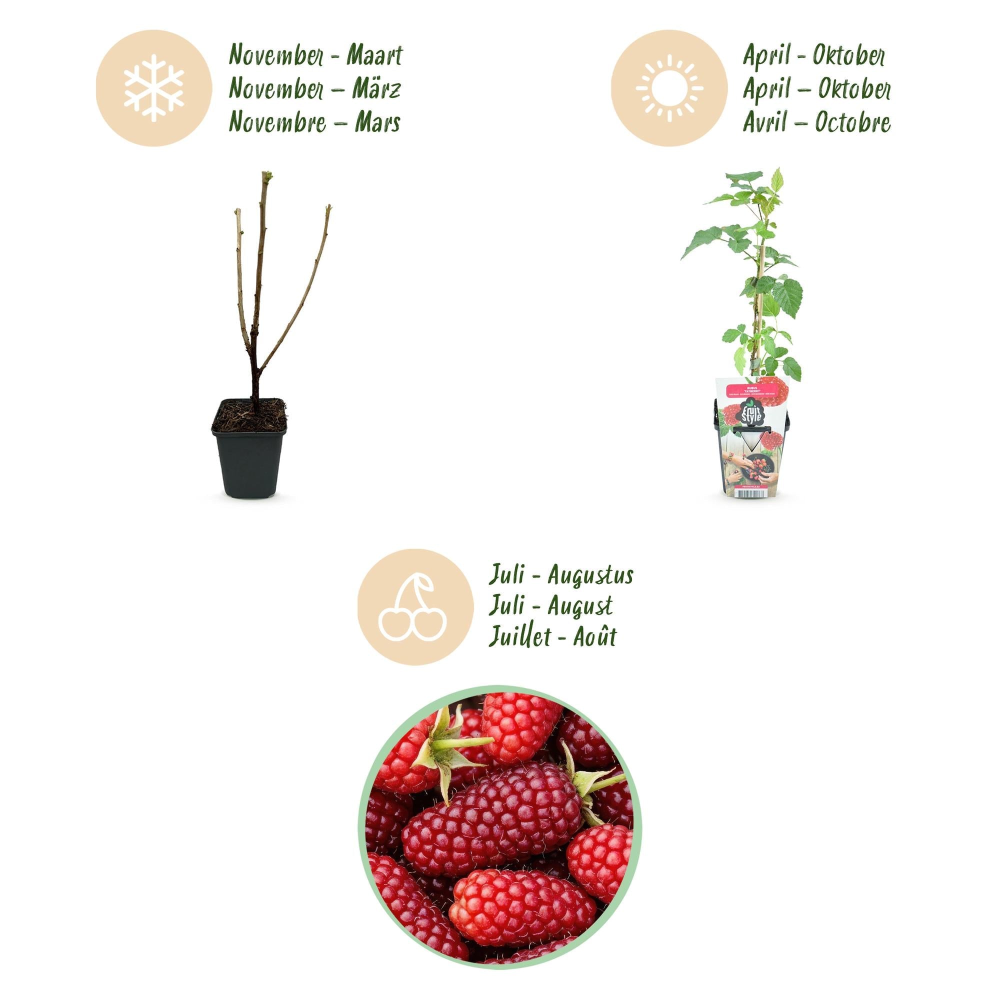 Tayberre Rubus Tayberry winterhart 3 Pflanzen Ø9cm Höhe 30cm – Kreuzung aus Himbeere & Brombeere – Rote Beeren für Garten & Balkon