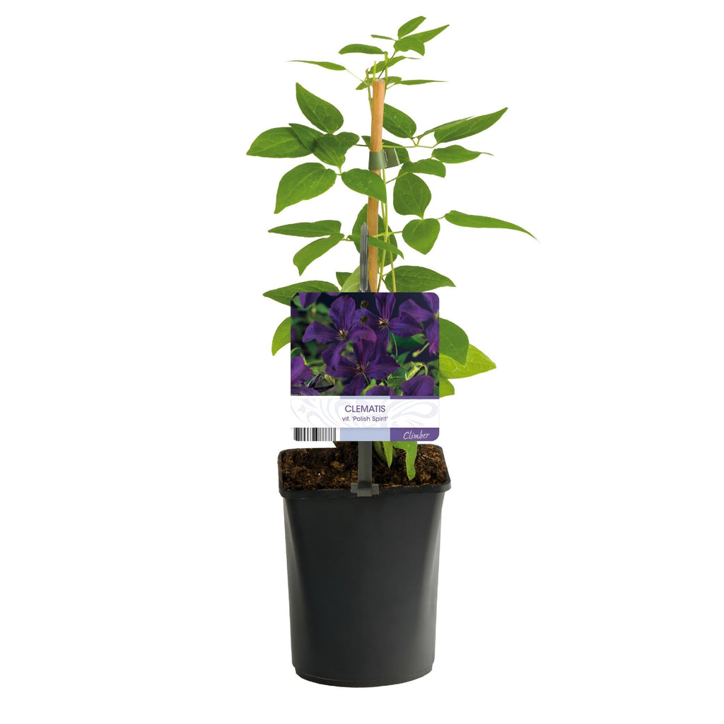 Kletterpflanze Clematis vit. 'Polish Spirit' – Tiefviolette Blüten – 2 Pflanzen – 11cm x H40cm – Bis 3m – Pflegeleicht – Plant