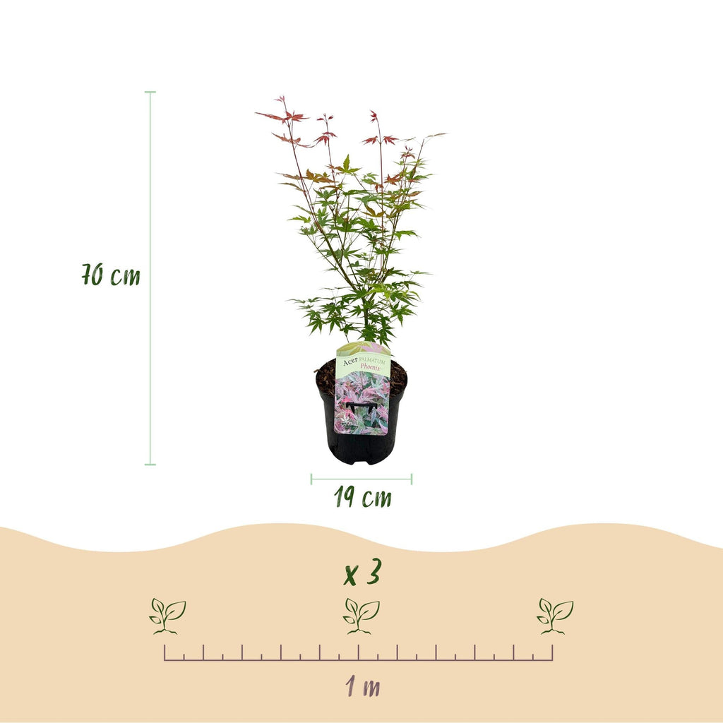 Japanischer Ahorn – Acer palmatum 'Phoenix' – 2 Pflanzen – 70cm hoch – Ø19cm – leuchtend rot – orange – Balkon – & Gartenpflanze – Plant