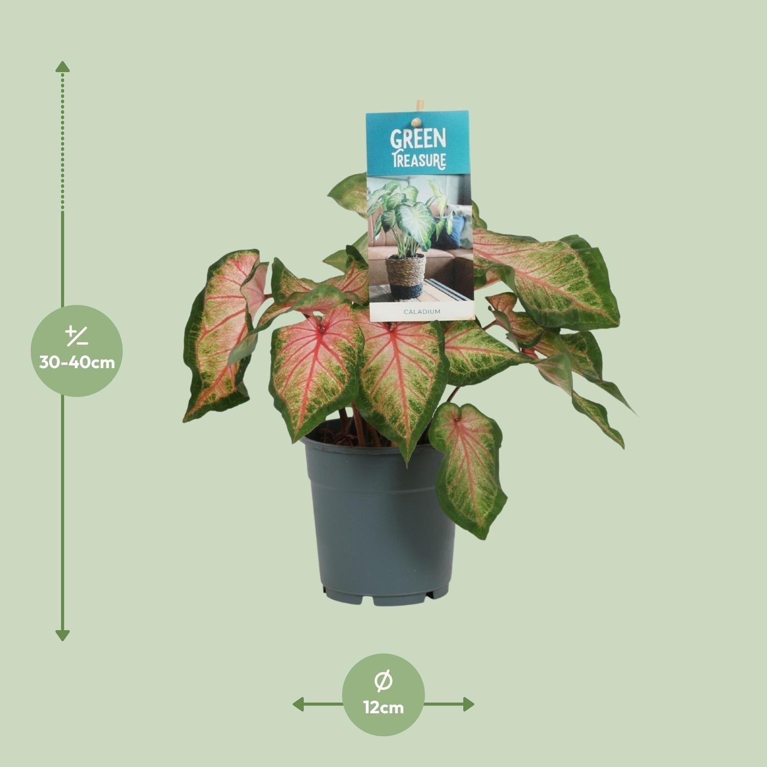 Caladium Rose – Angel Wings – Ø12cm – ↕25cm – Tropische Zimmerpflanze mit rosa – grünem Laub – Dekorativ & pflegeleicht – Für halbschattige Standorte – Plant