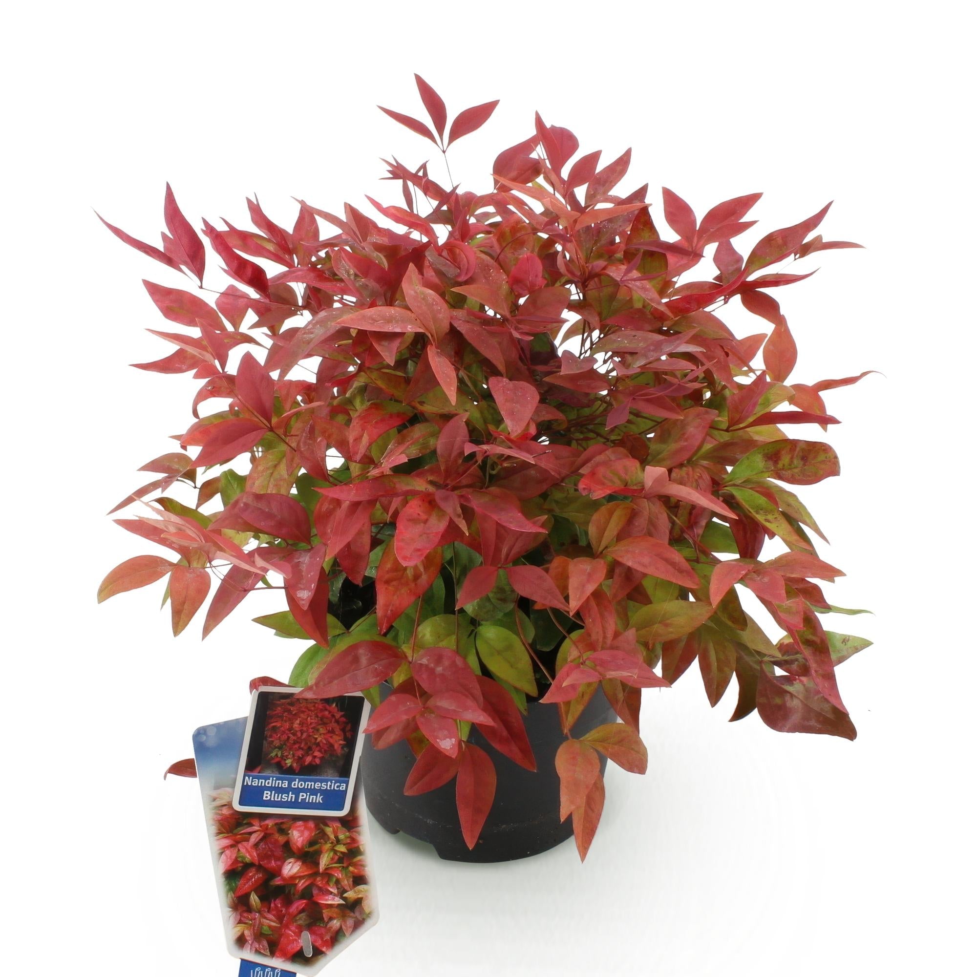 Heiliger Bambus Nandina Blush Pink – 17cm Höhe ca.40cm – Immergrün & farbwechselnd – Dunkelrosa Laub für Beet Balkon Terrasse – Pflegeleichter dekorativer Zierstrauch – Plant