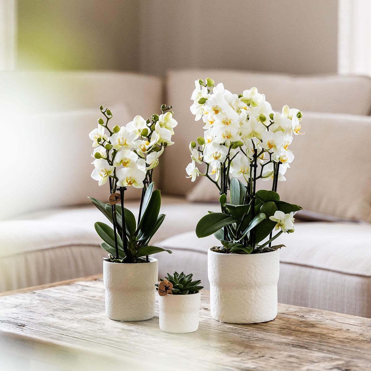 Phalaenopsis Orchidee Lausanne – Weiß – Ø9cm – Zimmerpflanze mit 3 Blütentrieben – Pflegeleicht & elegant – Aus der Blossom – Kollektion – Plant