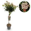Viburnum tinus – Immergrüner Schneeball – Stamm – Pflanze – Ø19cm – Höhe ca. 90cm – Winterblüher – pflegeleicht – Für Terrasse, Balkon & Garten – Plant