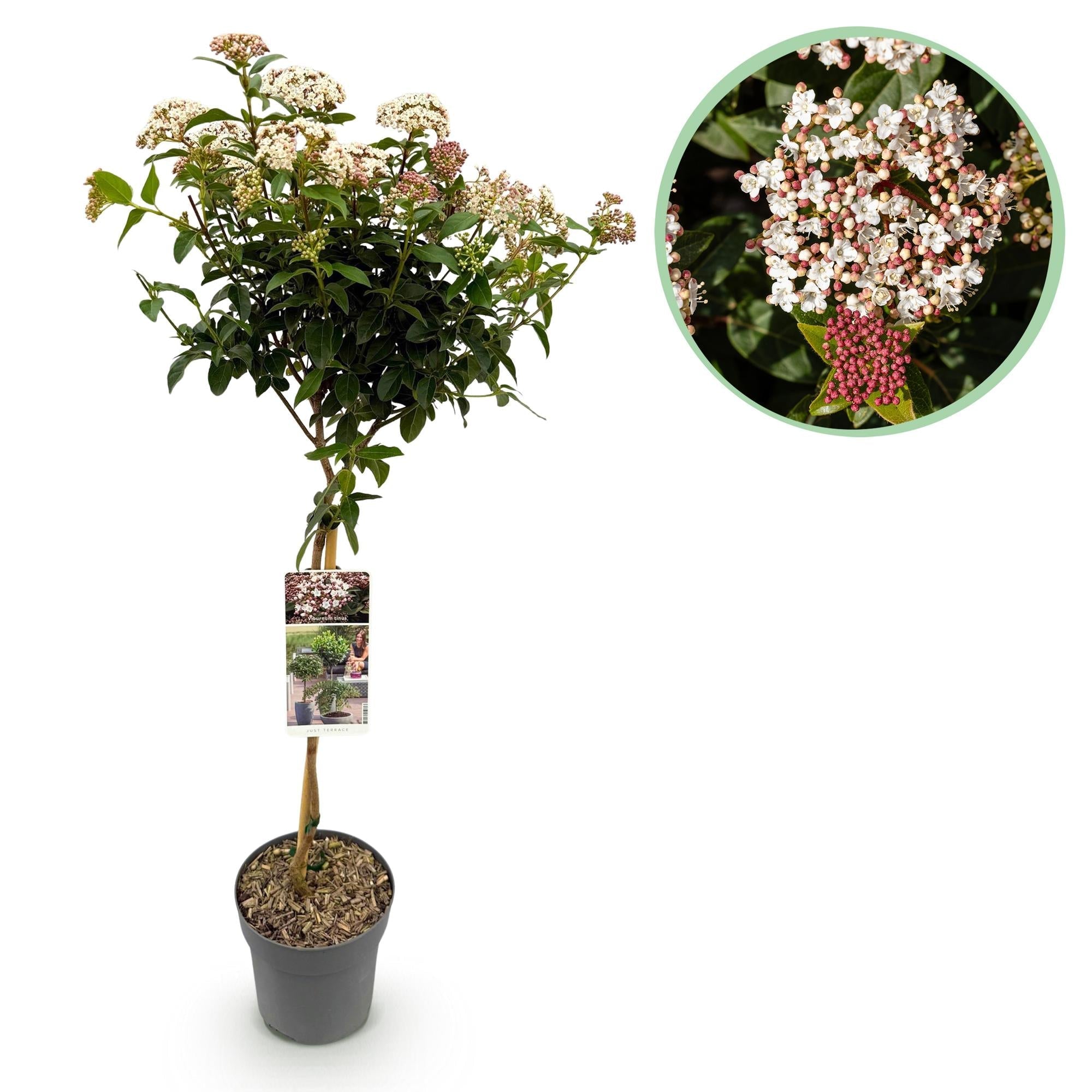 Viburnum tinus – Immergrüner Schneeball – Stamm – Pflanze – Ø19cm – Höhe ca. 90cm – Winterblüher – pflegeleicht – Für Terrasse, Balkon & Garten – Plant
