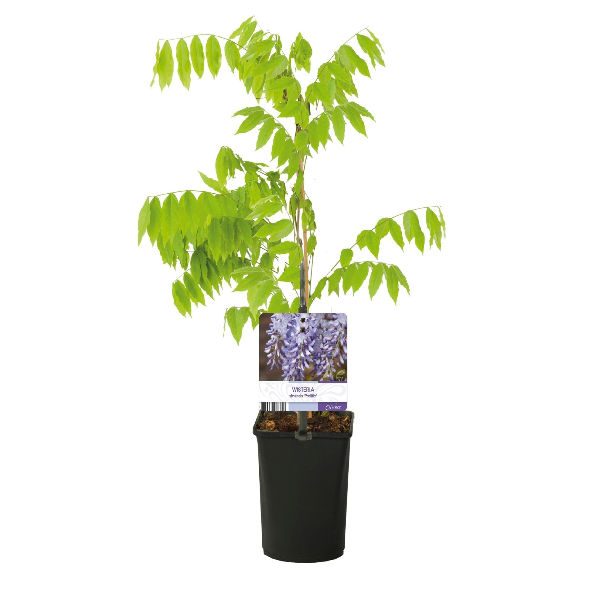 Blauregen Wisteria floribunda Prolific – Kletterpflanze – Blüte Blau – Duftend – Schnellwachsend – 11cm Höhe 40cm – Für Pergolen & Zäune – Plant
