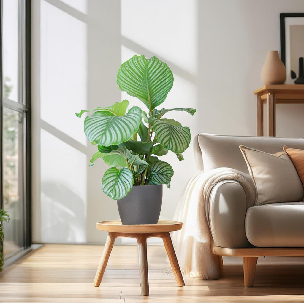 Korbmarante Calathea Orbifolia – Zimmerpflanze 65cm – Ø21cm – Luftreinigend – Inklusive biologisch abbaubarem Viber – Topf Grau – Plant