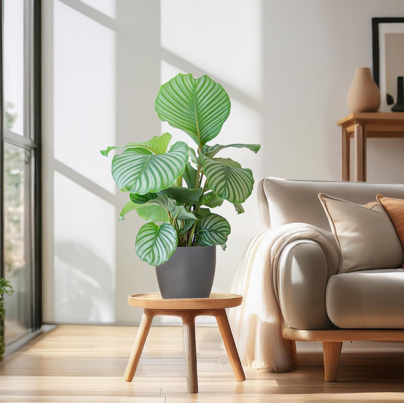 Korbmarante Calathea Orbifolia – Zimmerpflanze 65cm – Ø21cm – Luftreinigend – Inklusive biologisch abbaubarem Viber – Topf Grau – Plant