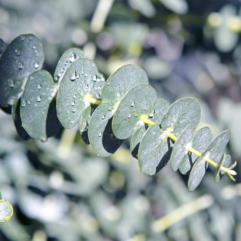 Eukalyptusbaum Eucalyptus gunnii – Winterhart – Terrassenpflanze – Grau – Ø17cm, Höhe ca. 40cm – Duftende & pflegeleichte Garten – Plant