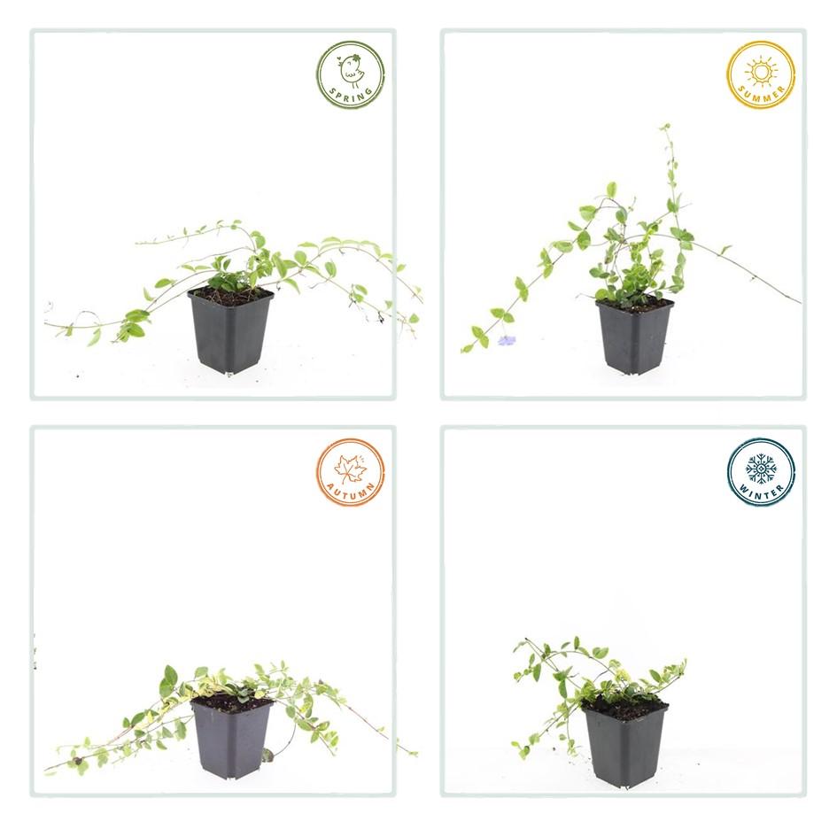 Kleinblättriges Immergrün Vinca minor 'Blue and Gold' – ↕10-25cm – Ø9cm – Wintergrüner Bodendecker mit goldgelbem Laub – Blau-lila Blüten – Für Beete & schattige Bereiche – Pflegeleicht & robust – Plant