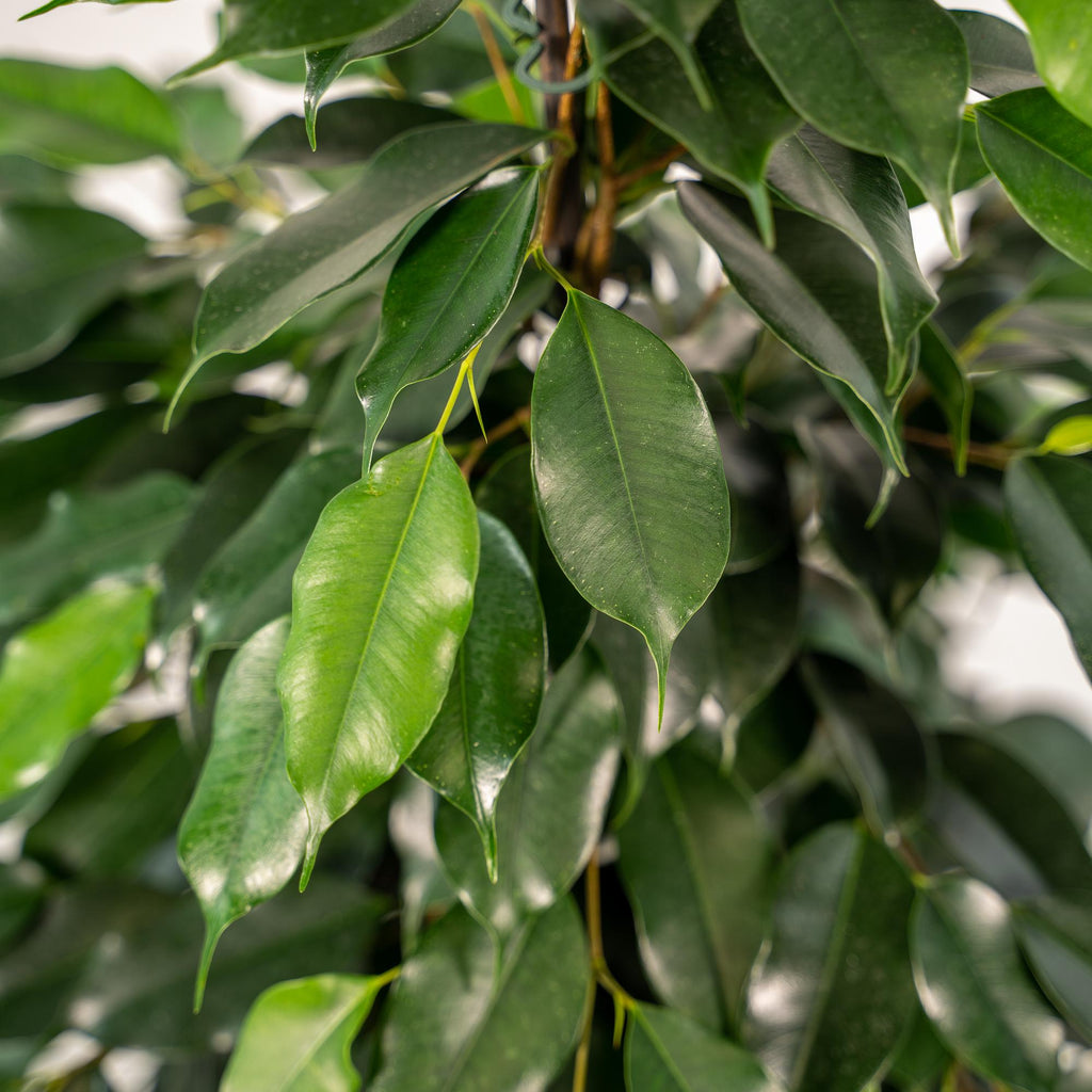Ficus benjamina Danielle – Ø21cm – ↕95cm inkl. Korb Selin – Pflegeleichte luftreinigende Zimmerpflanze mit dichtem Grün – Elegante Trauerfeige im Natur-Flechtkorb – Für Wohnzimmer Büro Flur – Frisch aus der Gärtnerei – Plant