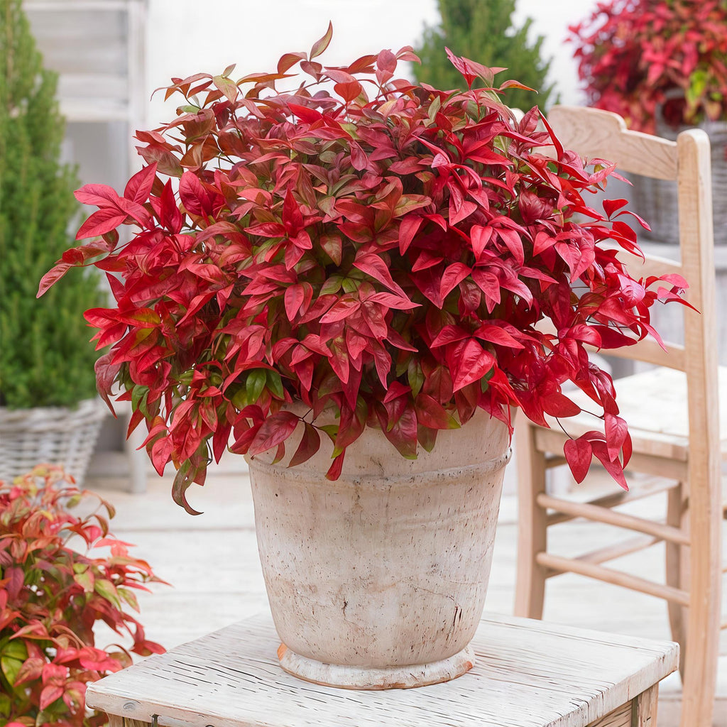 Heiliger Bambus Nandina Blush Pink – 17cm Höhe ca.40cm – Immergrün & farbwechselnd – Dunkelrosa Laub für Beet Balkon Terrasse – Pflegeleichter dekorativer Zierstrauch – Plant