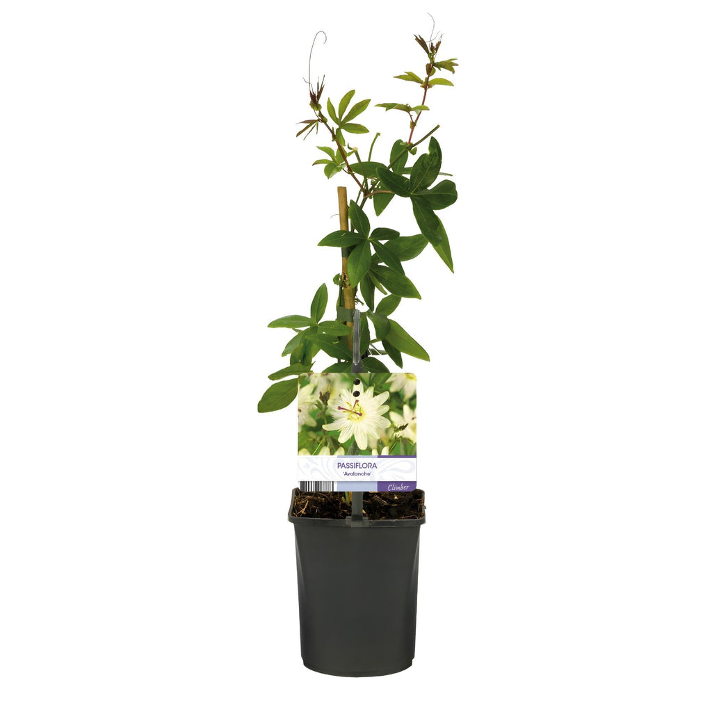 Passiflora Avalanche Passionsblume – Weiße Kletterpflanze 11cm – 2 Pflanzen Set ca.40cm – Duftende Blüten & Pflegeleicht – Plant
