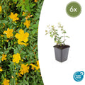 Johanniskraut Hypericum dummeri 'Peter Dummer' – ↕10-25cm – Ø9cm – Winterharter Bodendecker mit gelben Blüten – Plant