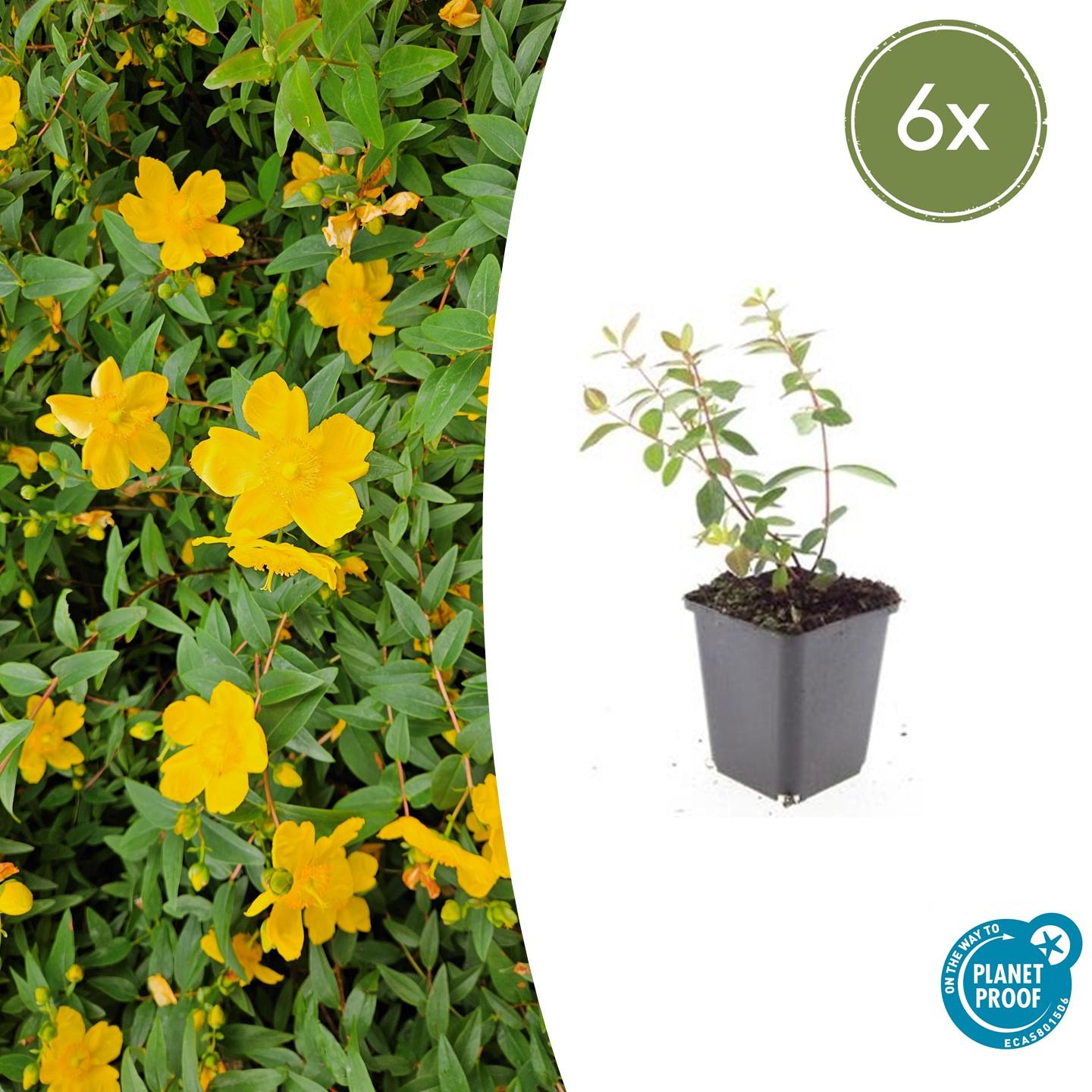 Johanniskraut Hypericum dummeri 'Peter Dummer' – ↕10-25cm – Ø9cm – Winterharter Bodendecker mit gelben Blüten – Plant