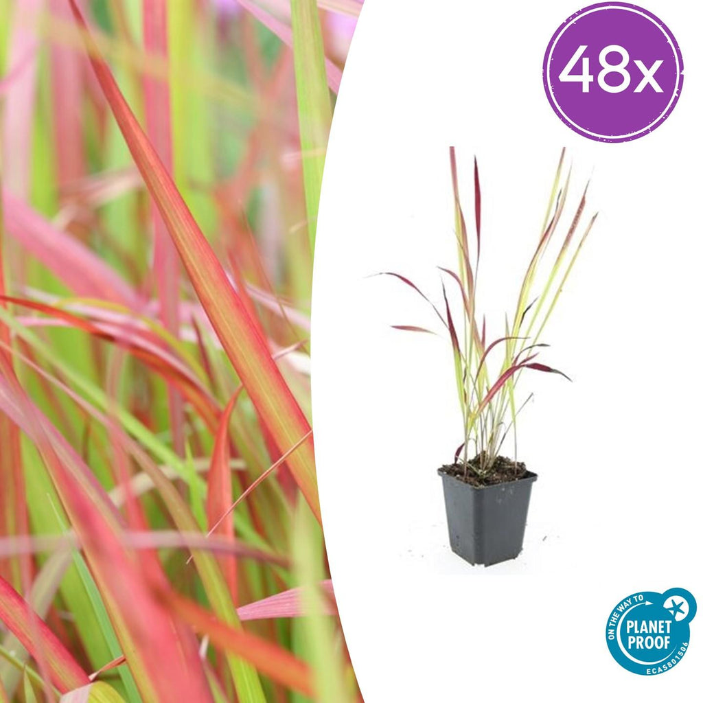 Japanisches Blutgras Imperata cylindrica 'Red Baron' – ↕10-25cm – Ø9cm – Winterhartes Ziergras mit roten Blattspitzen – Plant