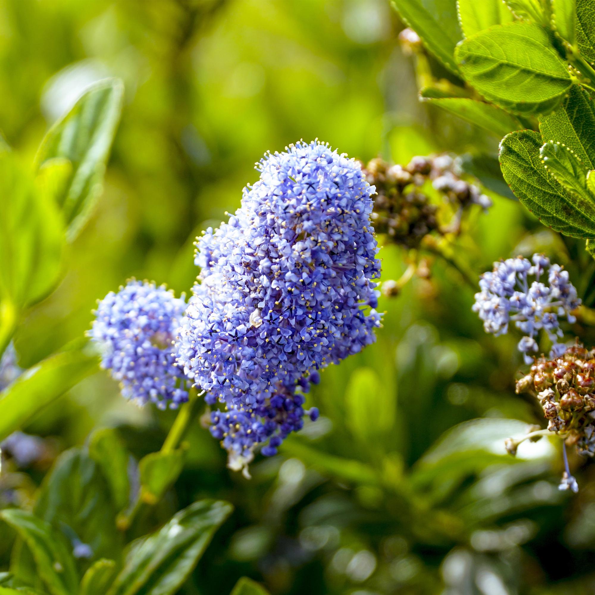 Säckelblume Ceanothus impressus Victoria Ø19cm Höhe90cm – Immergrüne Terrassenpflanze mit lila Blüten – Winterharter Zierstrauch für Balkon & Garten – Plant
