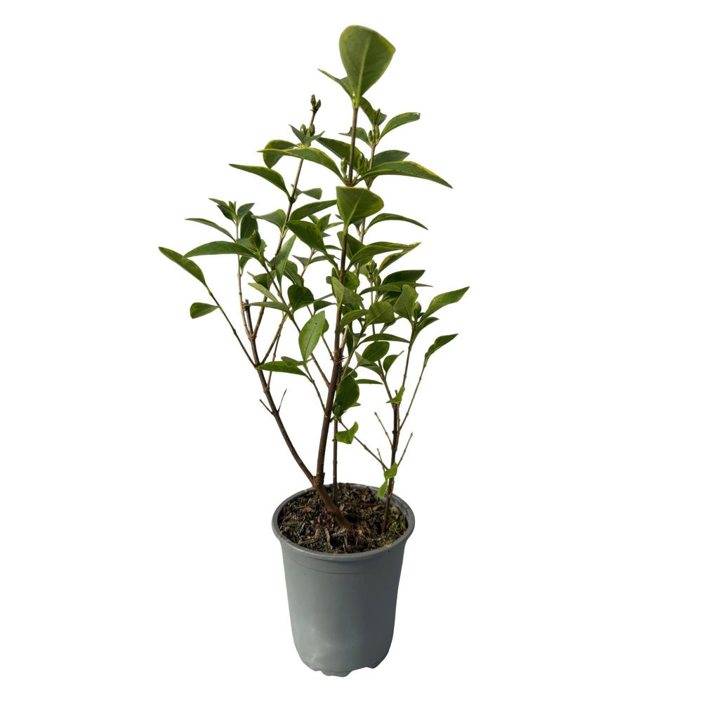 Ovalblättriger Liguster Ligustrum ovalifolium Aureum – Immergrüne Heckenpflanzen – 8 Pflanzen – 1m – 9cm Höhe 35-40cm – Gelb – Grün – Pflegeleicht – Plant