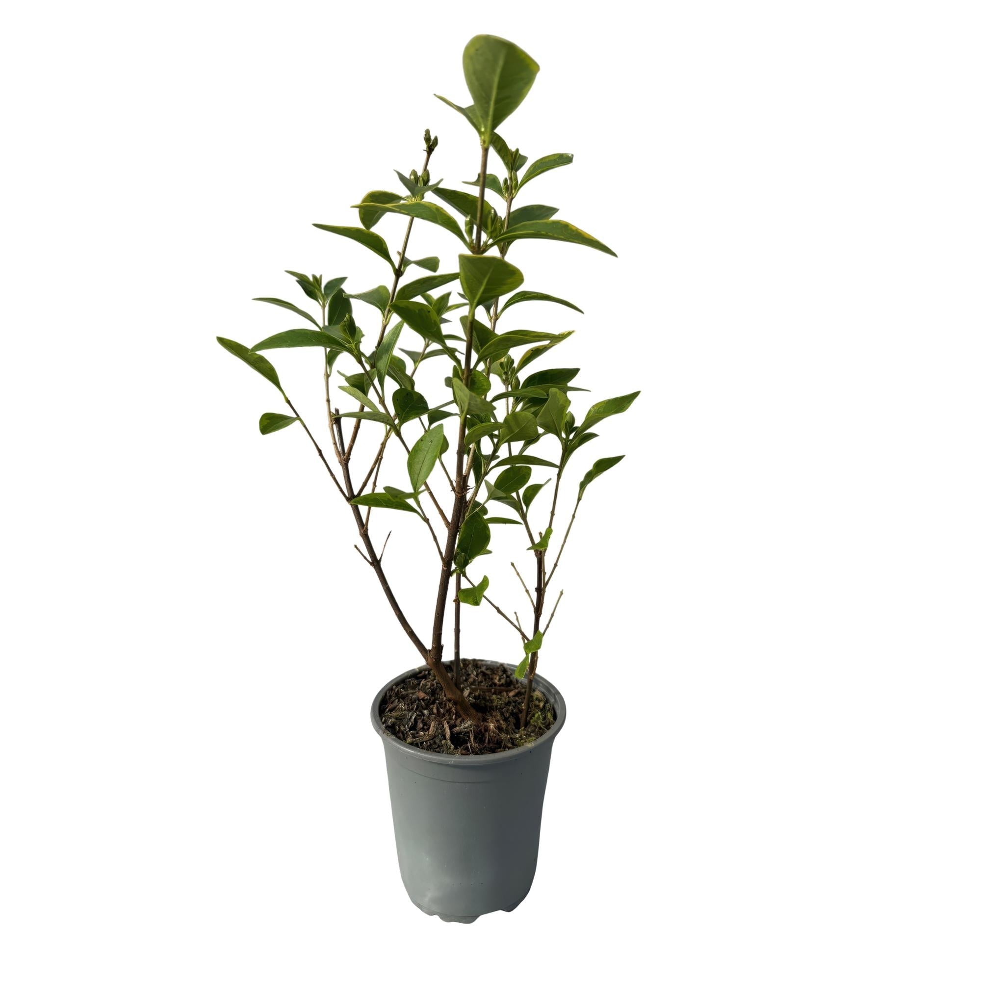 Ovalblättriger Liguster Ligustrum ovalifolium Aureum – Immergrüne Heckenpflanzen – 8 Pflanzen – 1m – 9cm Höhe 35-40cm – Gelb – Grün – Pflegeleicht – Plant