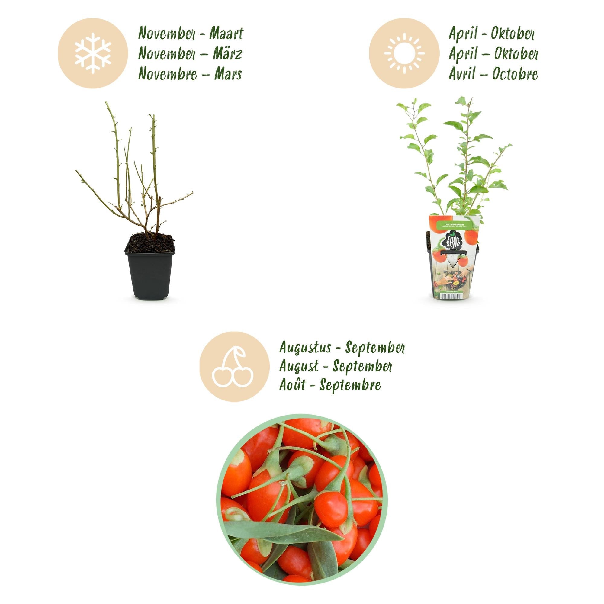 Goji – Beere Lycium barbarum winterhart Ø9cm Höhe 30cm – Rote orange Beerenpflanze für Garten Beet Balkon & Terrasse