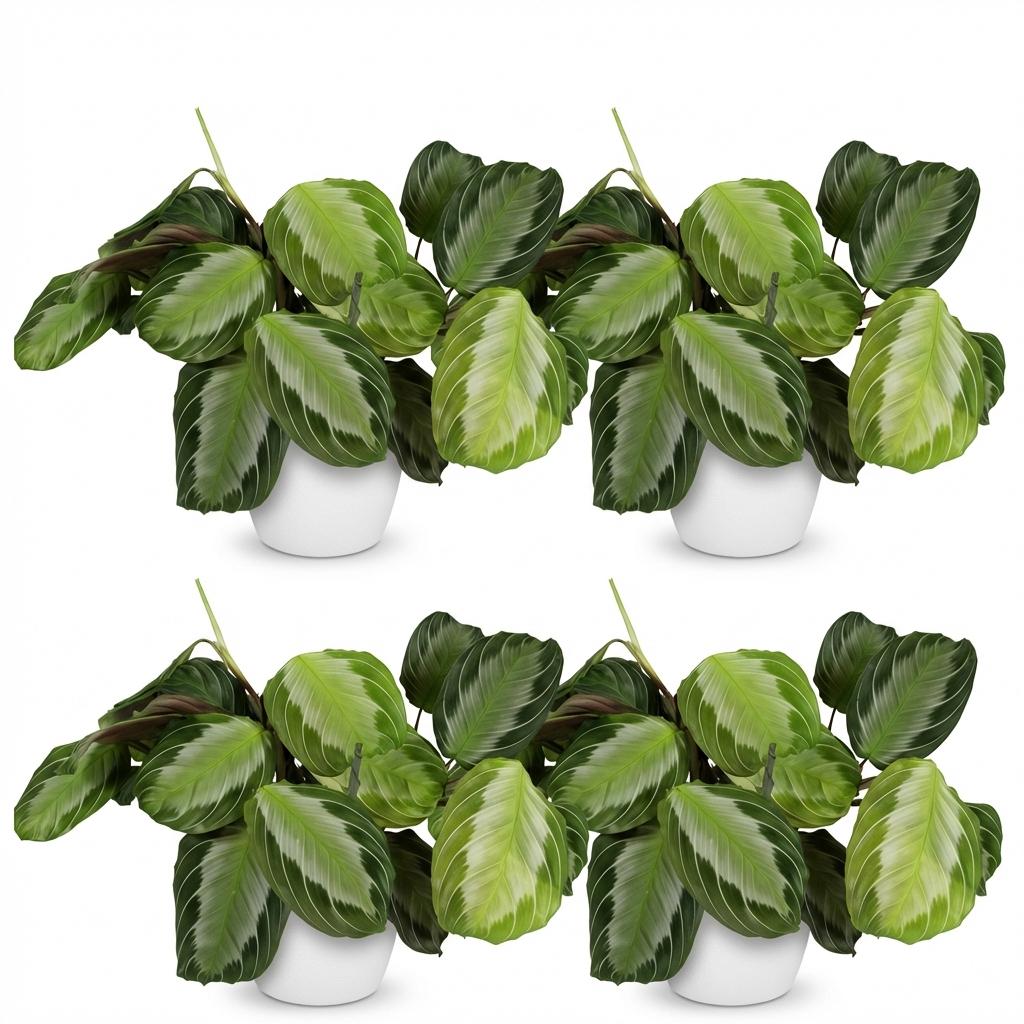 Maranta Fascinator Silverband 2er Set Pflanzen Mit Weißem Topf Ø12cm Höhe ca.25cm Gebetspflanze Grün Haustierfreundlich Pflegeleicht Für Zimmer