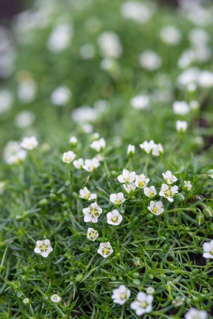 Sagina subulata Irisches Moos – Bodendecker Set Ø9cm – Immergrün & trittfest – Pfriemen Mastkraut für Fugen, Steingarten & Rasenersatz – Plant