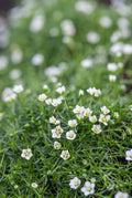 Sagina subulata Irisches Moos – Bodendecker Set Ø9cm – Immergrün & trittfest – Pfriemen Mastkraut für Fugen, Steingarten & Rasenersatz – Plant