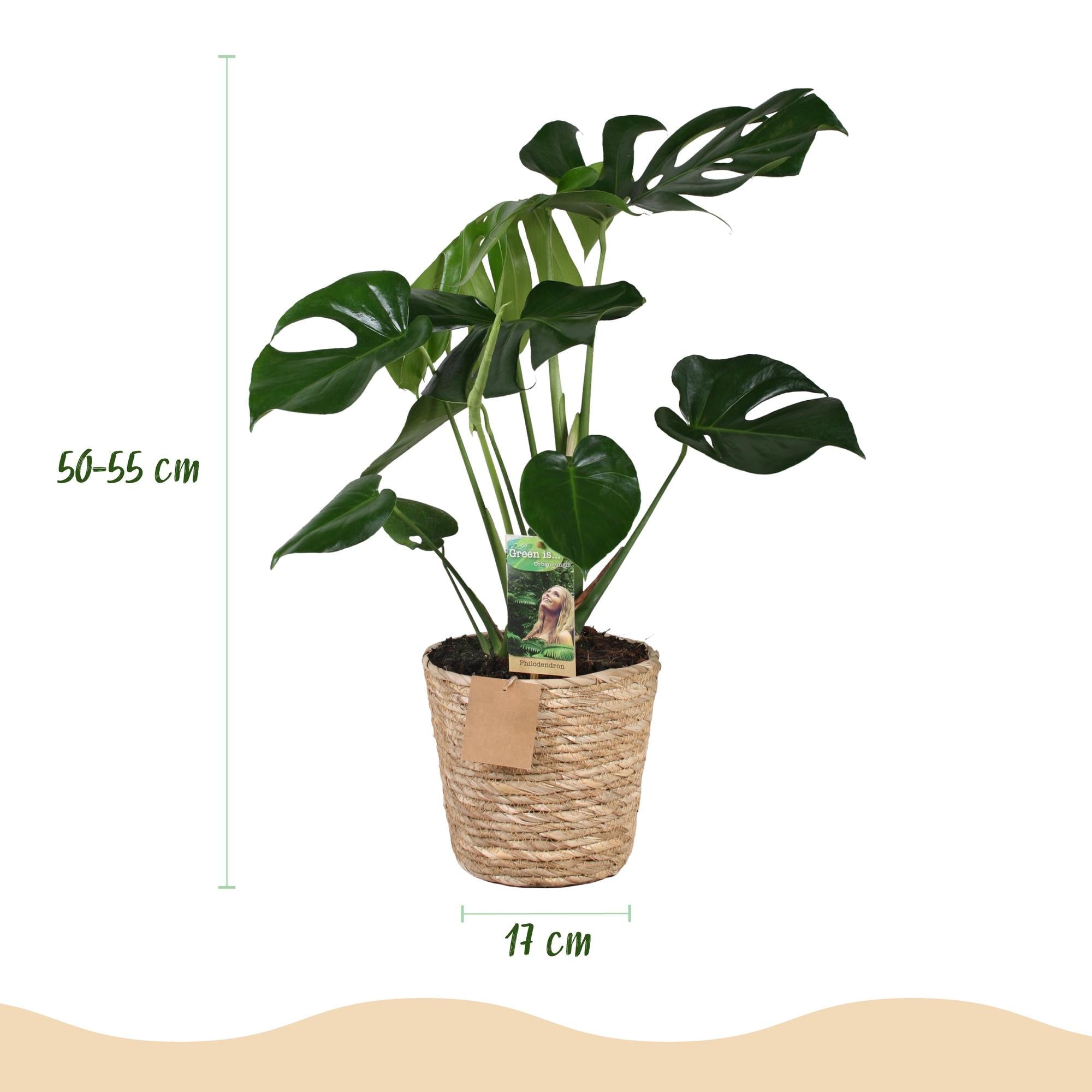 Monstera Deliciosa inkl. Naturkorb – Zimmerpflanze 50-55cm – 17cm – Lochpflanze Grün – Pflegeleichte Tropenpflanze für Wohnzimmer Büro & Deko – Plant