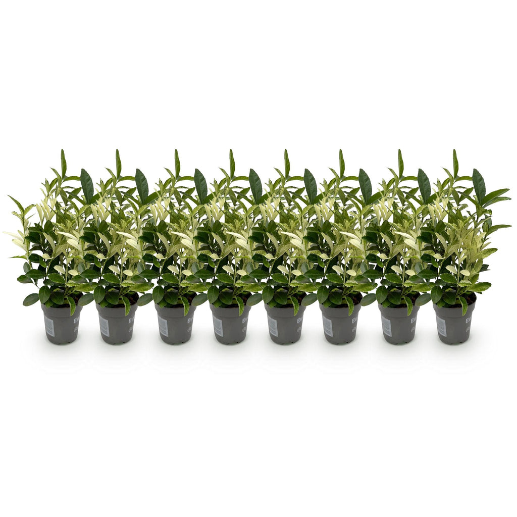 Euonymus japonica Paloma Blanca – 8 Pflanzen für 1 lfm Hecke – Immergrüner Strauch – 9cm – Höhe 30-35cm – Grün