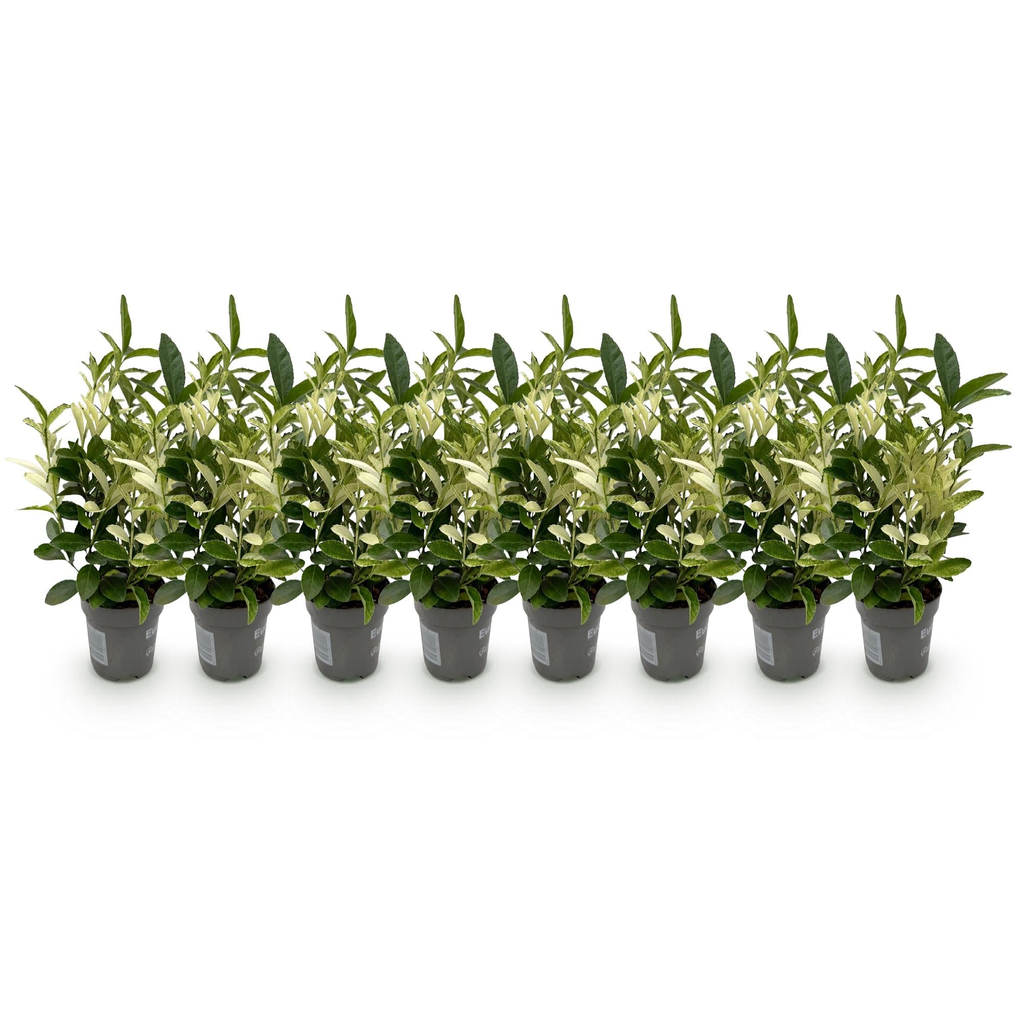 Euonymus japonica Paloma Blanca – 8 Pflanzen für 1 lfm Hecke – Immergrüner Strauch – 9cm – Höhe 30-35cm – Grün