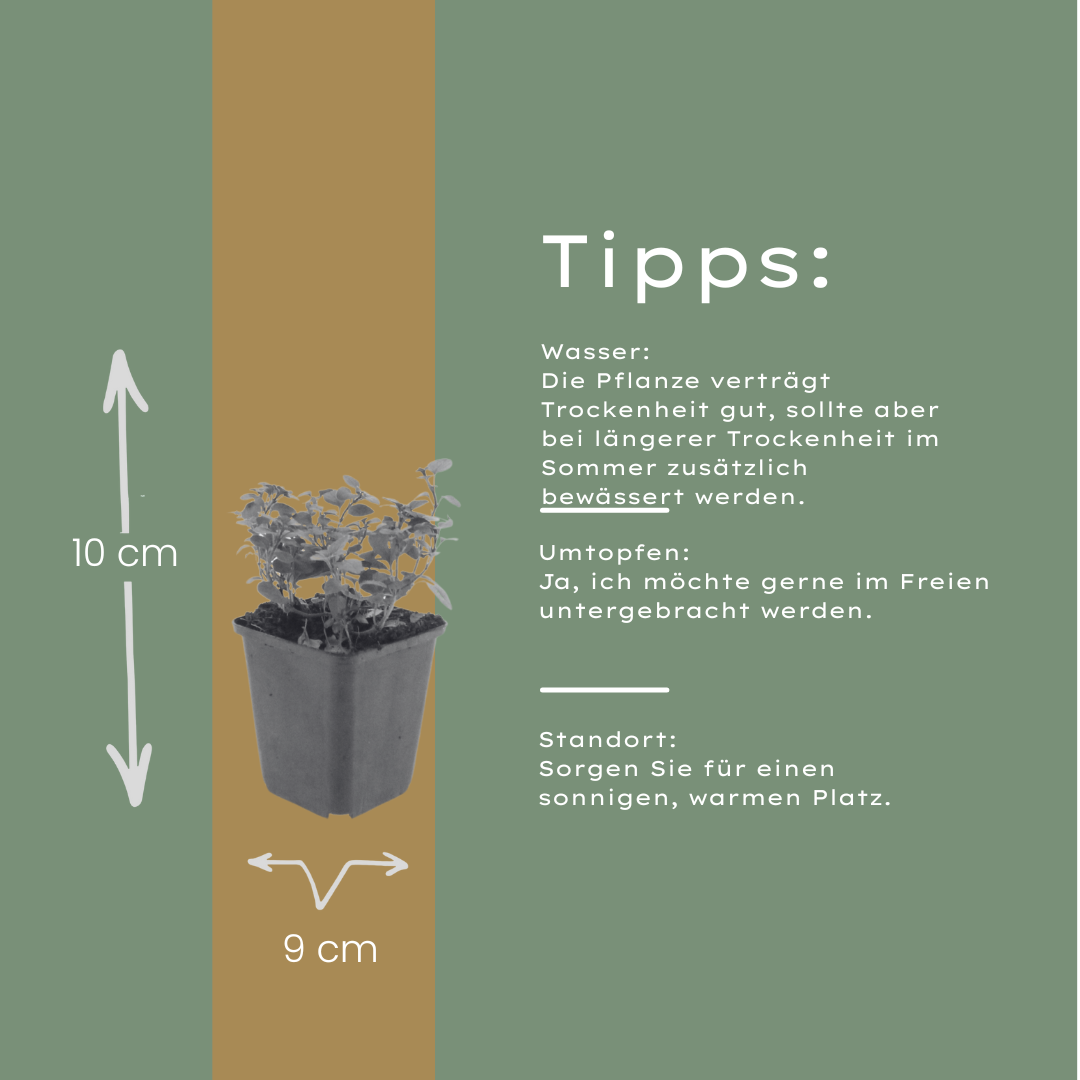 Origanum laevigatum Herrenhausen – Ø9cm – Höhe 10-25cm – Winterharter Zieroregano – Bienenfreundlich – Für Beet & Steingarten