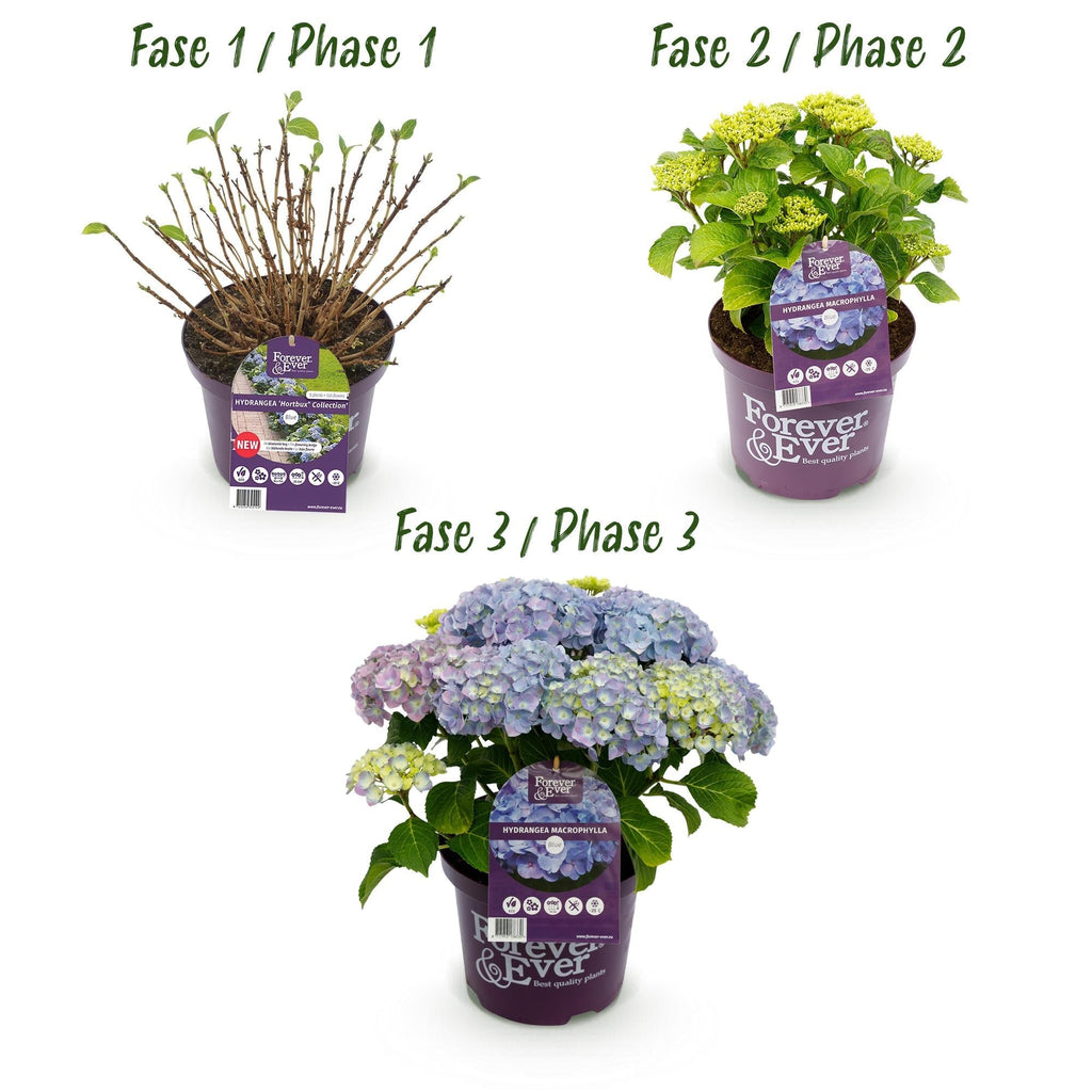 Hortensie Forever & Ever – Hydrangea macrophylla – Blau – Balkonpflanze – 7-12 Blüten – Im 23cm Topf – Ca. 55cm hoch – Für Terrasse, Balkon & Beet – Plant