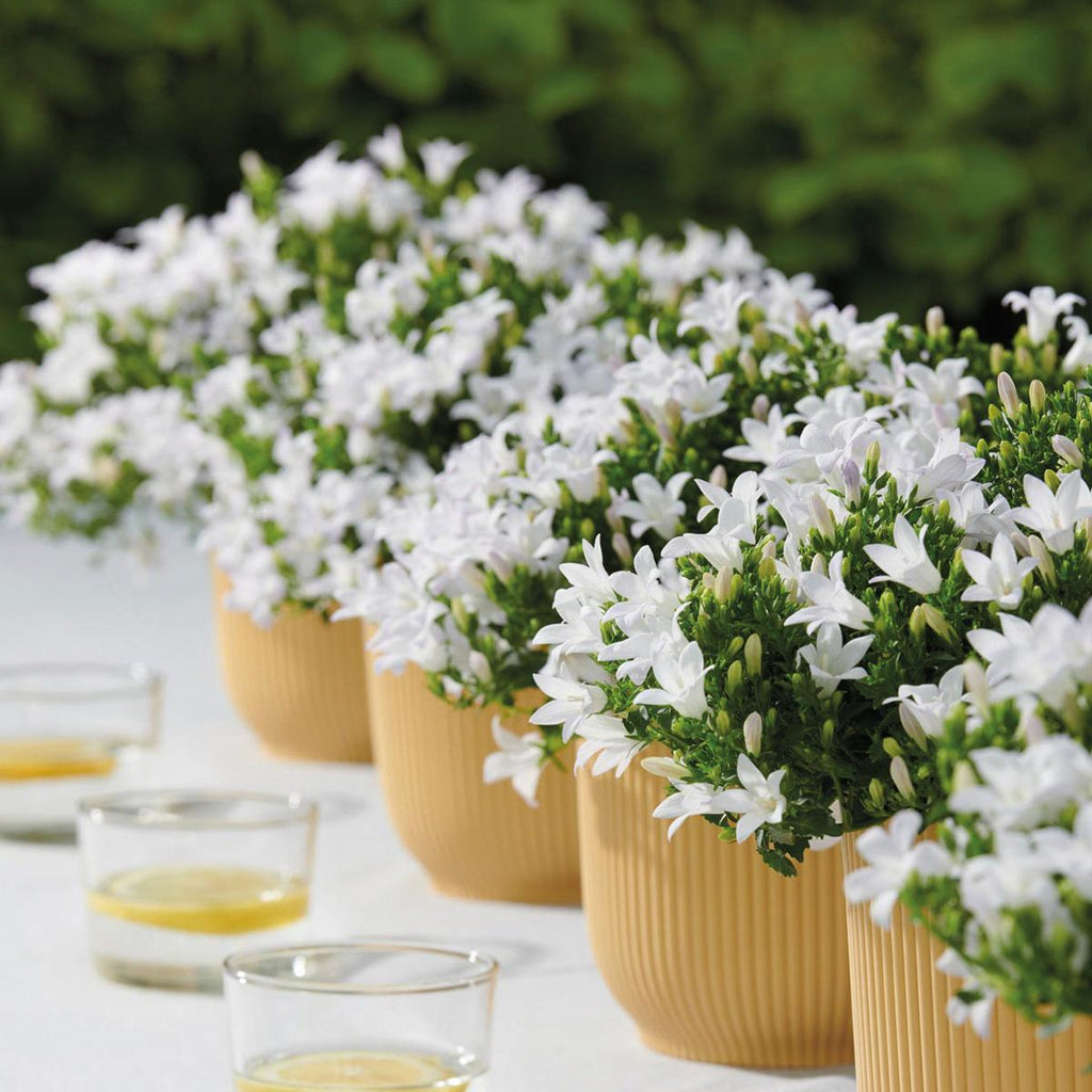 Campanula Addenda Ambella weiß 6er Set – Glockenblume weiß Topfgröße 12cm – winterhart, lang blühend – Bodendecker für ca.1m² – Plant
