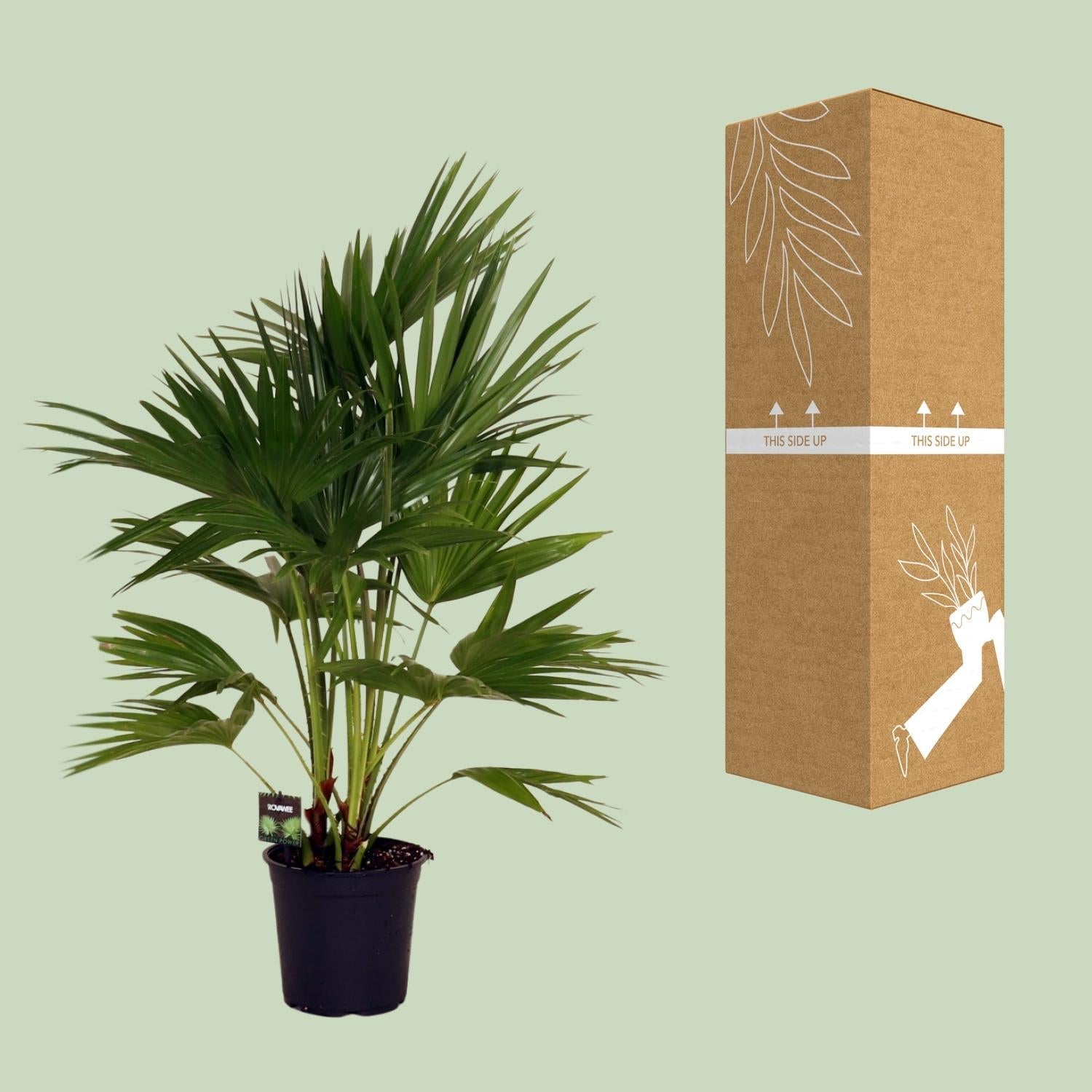 Livistona Chinensis – Fächerpalme – Zimmer – & Terrassenpflanze – Ø24cm – Ca. 100cm hoch – Plant