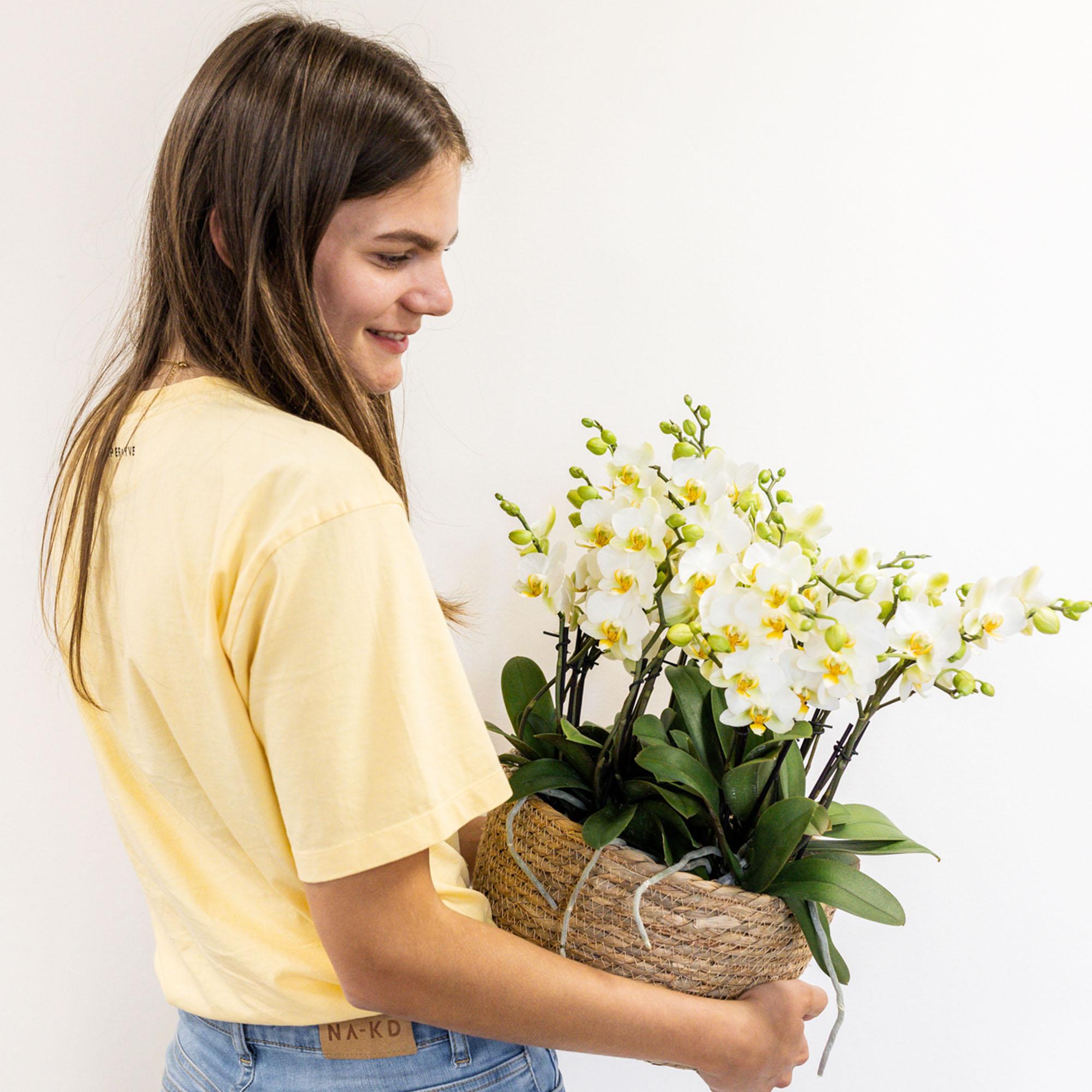 Weißes Pflanzenset im Baumwollkorb – 3 Orchideen Lausanne & 3 Grünpflanzen – Ø9cm – Mit autarkem Wassertank – Dekoratives Pflanzenarrangement – Plant