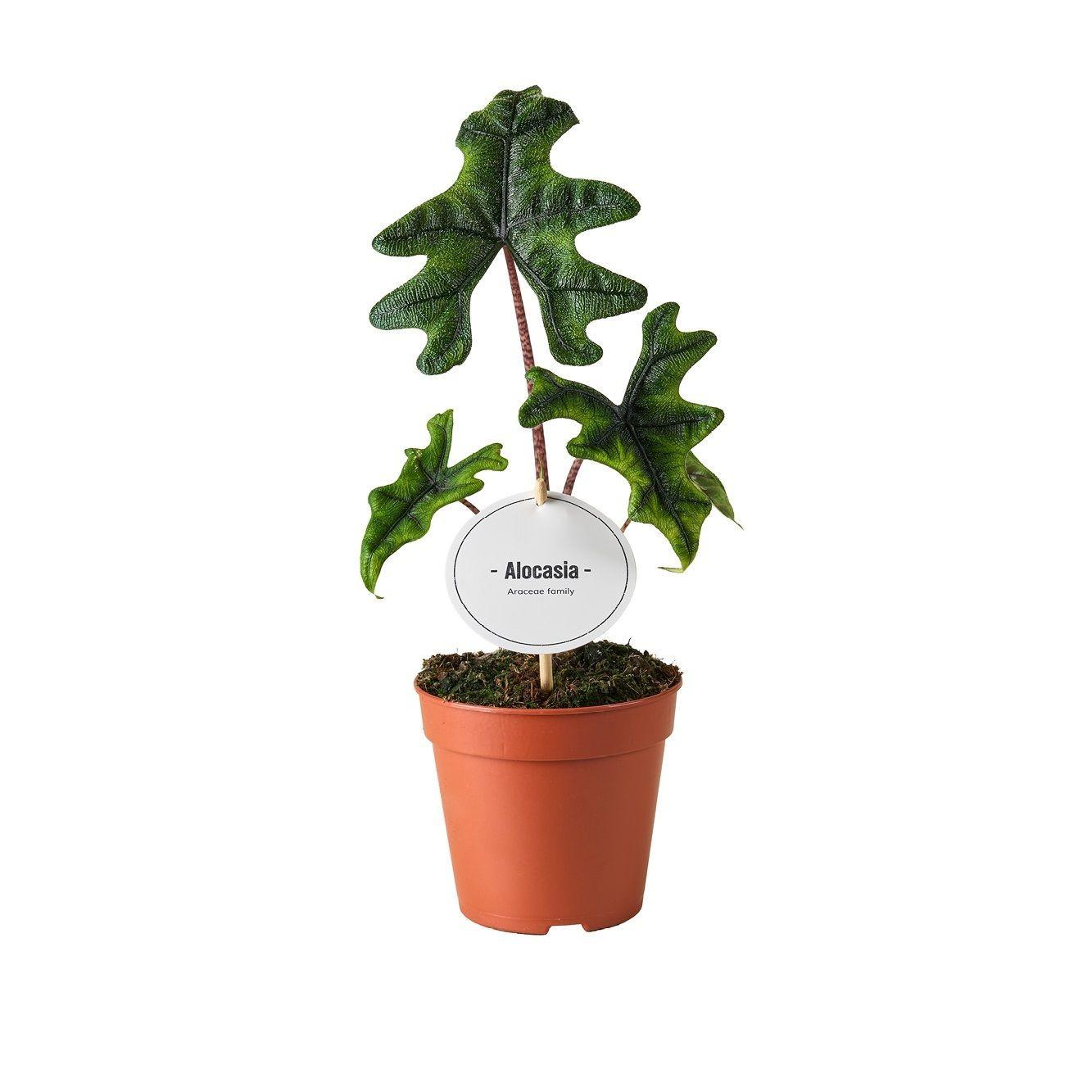 Alocasia Jacklyn – Elefantenohr Zimmerpflanze – Ø12cm – ca. 30cm hoch – Exotische Alocasia mit tief eingeschnittenen Blättern