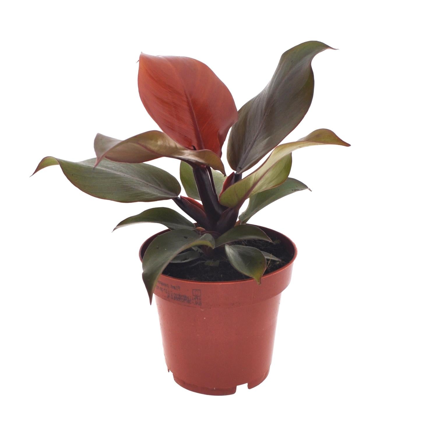 Philodendron Imperial Red – Ø12cm – ↕25cm – Tropische Zimmerpflanze – Luftreinigend & dekorativ – Pflegeleicht – Plant