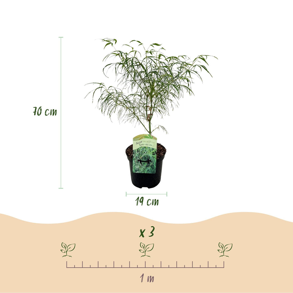 Japanischer Ahorn – Acer palmatum 'Koto – no – ito' – 2 Pflanzen – ca. 70cm hoch – Ø19cm – feingliedriges grünes Laub – Balkon – & Gartenpflanze – Plant