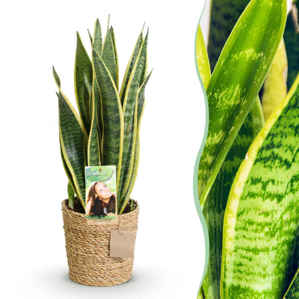 Sansevieria Laurentii – 60-70cm – 17cm inkl. Naturkorb – Pflegeleichte Schwiegermutterzunge – Grün – Gelbes Blattwerk – Plant