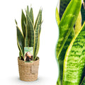 Sansevieria Laurentii – 60-70cm – 17cm inkl. Naturkorb – Pflegeleichte Schwiegermutterzunge – Grün – Gelbes Blattwerk – Plant
