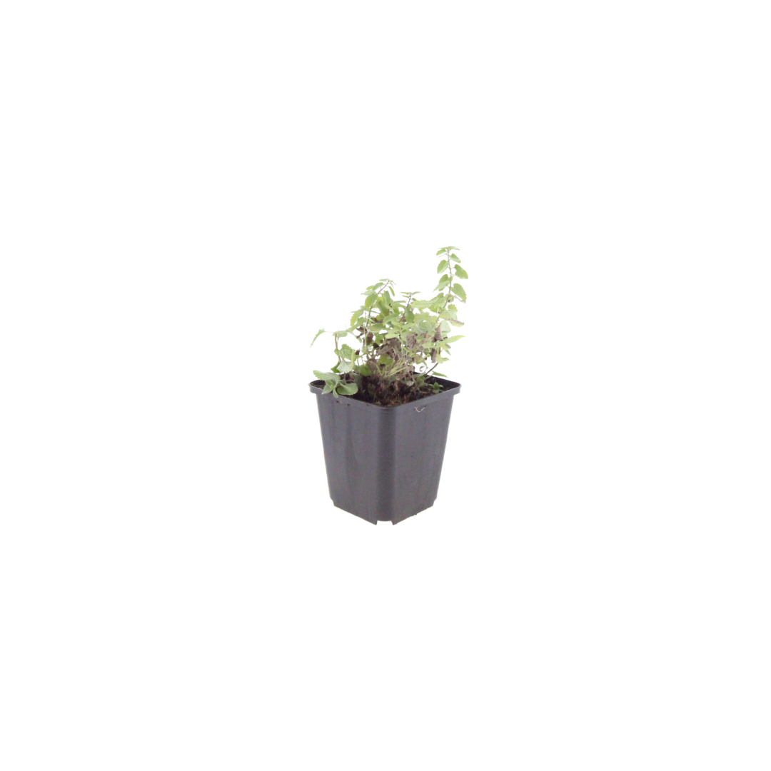 Nepeta Grol Katzenminze – Ø9cm – Höhe 10-25cm – Blauviolett blühende Staude – Bienenfreundlich – Für Beet, Rabatte & Steingarten