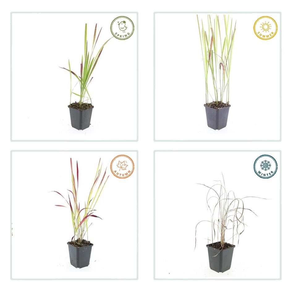 Japanisches Blutgras Imperata cylindrica 'Red Baron' – ↕10-25cm – Ø9cm – Winterhartes Ziergras mit roten Blattspitzen – Plant